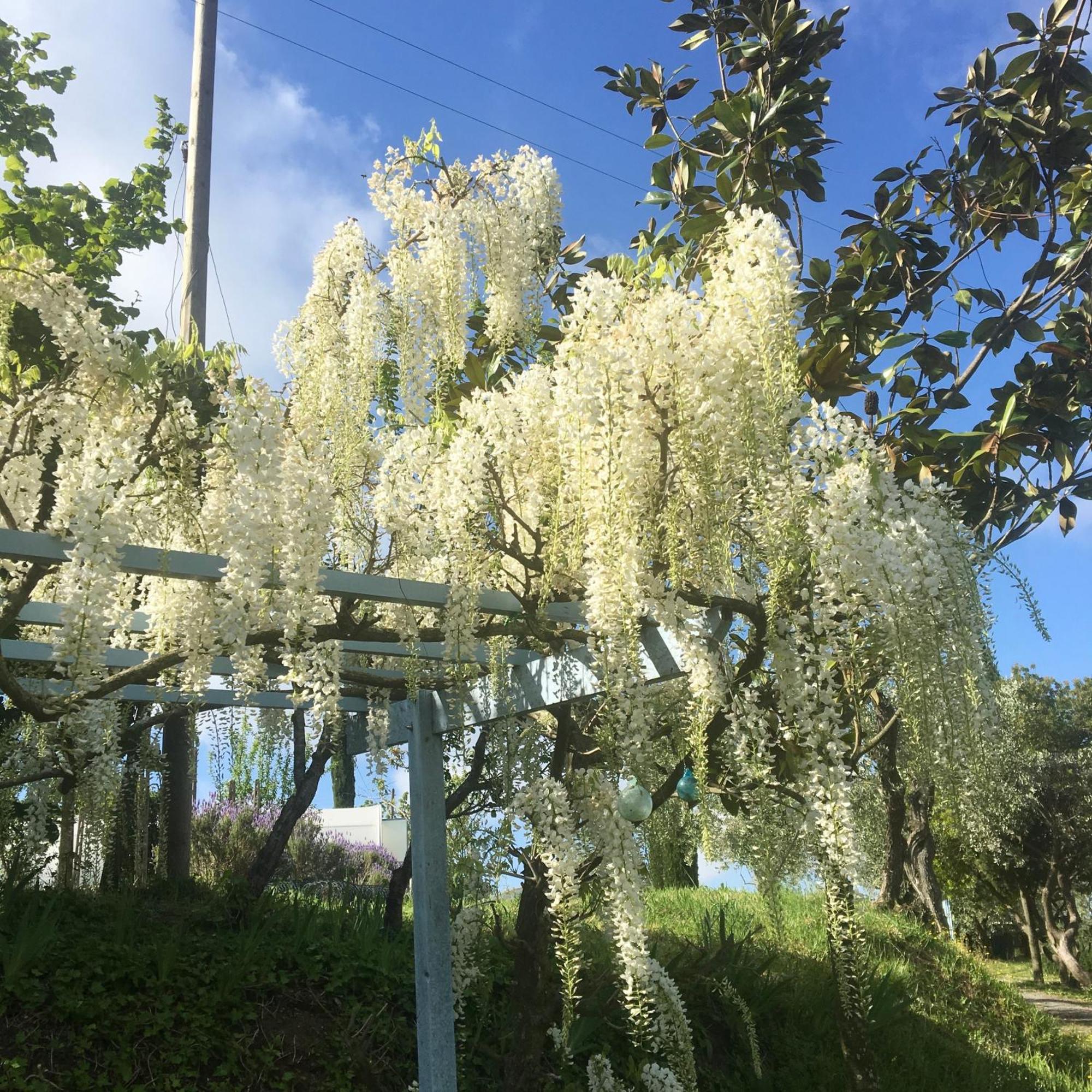 Appartamento Con Patio Privato E Giardino Tra Pisa E Firenze Palaia Dış mekan fotoğraf